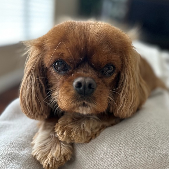 Meet your Posher, Barbara. - Picture 4 of 13